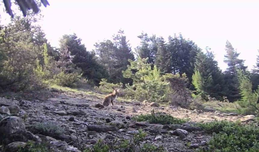 Karabük’te yaban hayvanlar fotokapana yakalandı