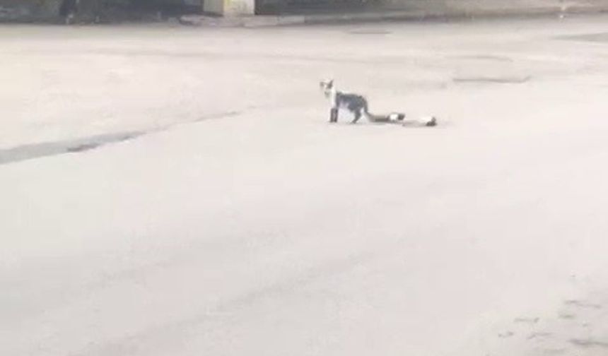 Yavru kedi ölen annesinin başında bir an olsun ayrılmadı