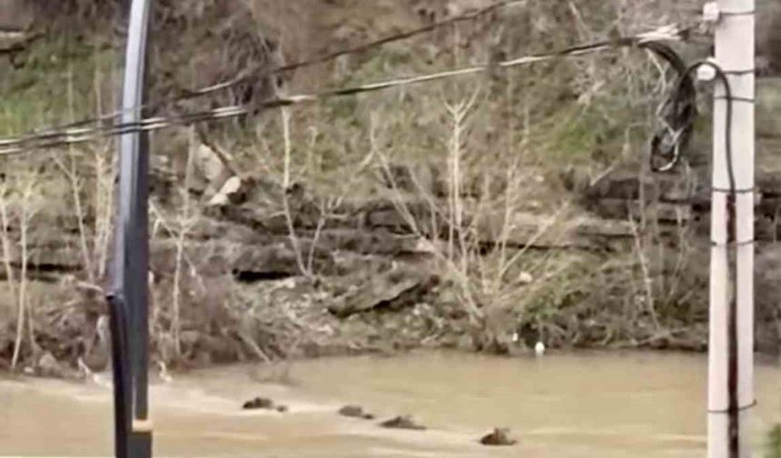 Filyos Çayı'nı yüzerek geçen yaban domuzları kamerada