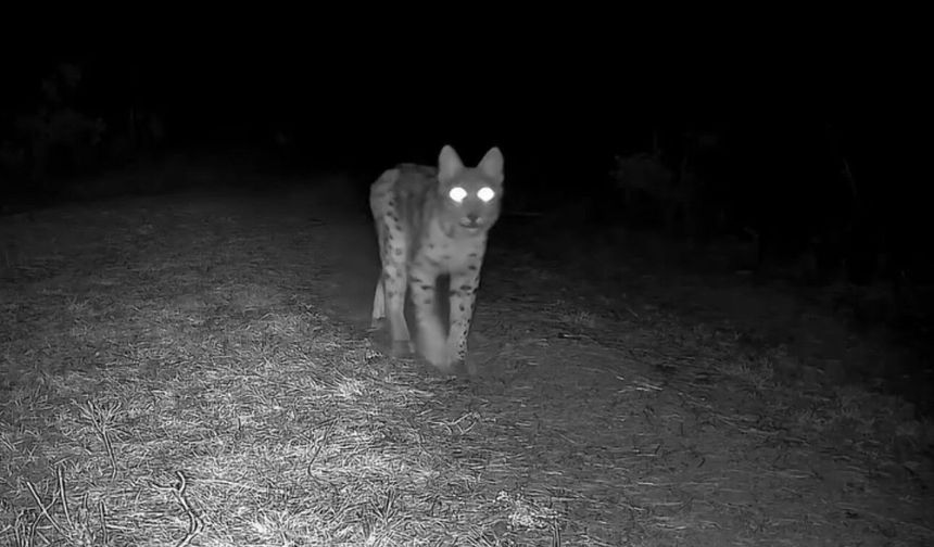 Karabük'te vaşak fotokapanla görüntülendi