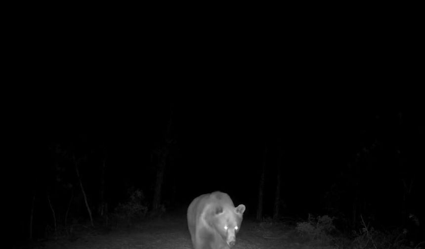 Safranbolu'da boz ayı fotokapanla görüntülendi