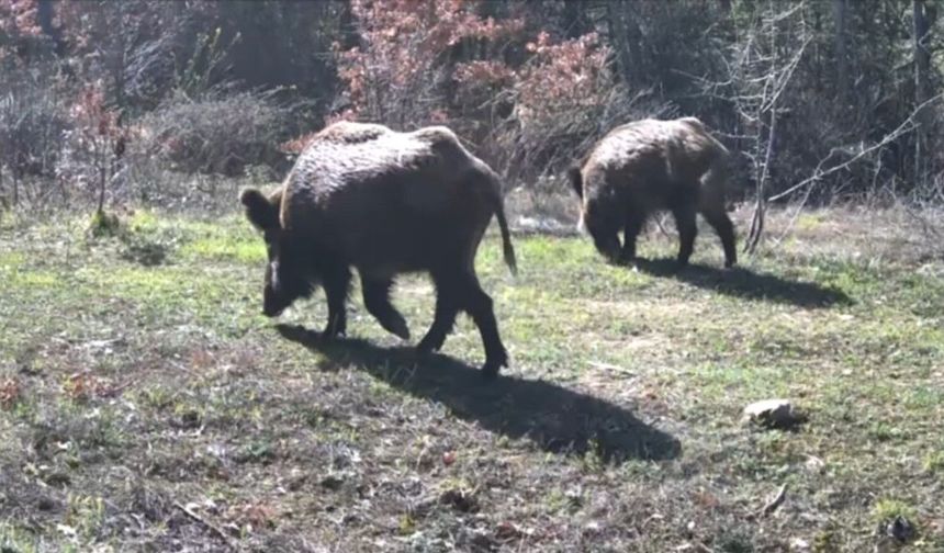 Yiyecek arayan yaban hayvanları fotokapanla görüntülendi