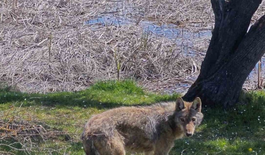 Balık tutmaya giderken kurtla karşılaştılar