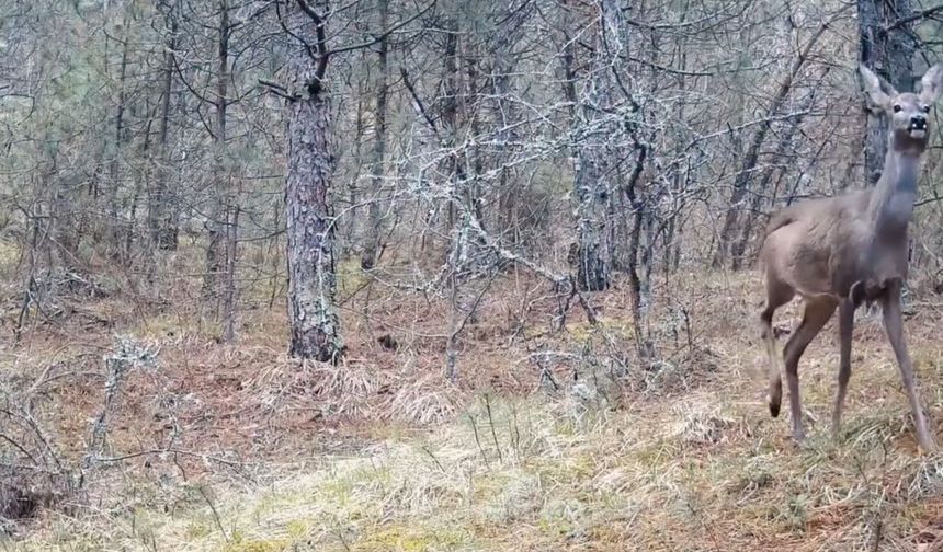 Karabük ormanlarının zarif sakinleri böyle görüntülendi