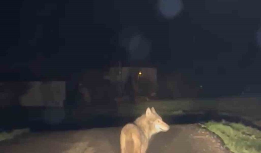 Yerleşim yerine inen kurt cep telefonu ile görüntülendi