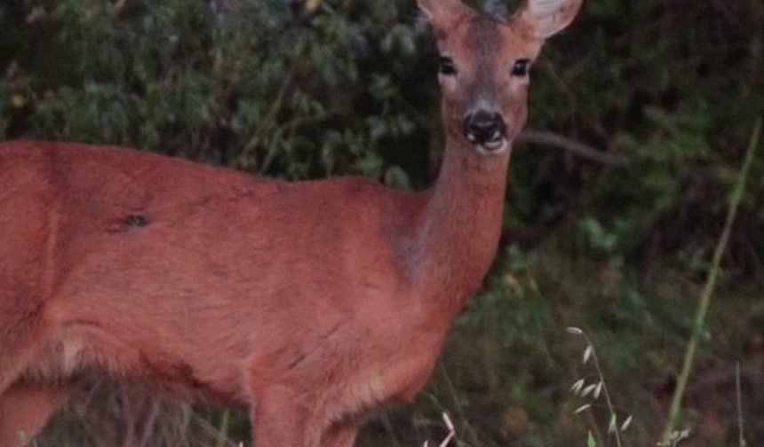 Karaca tarlada otlandı, kurt ise kar altında yiyecek aradı