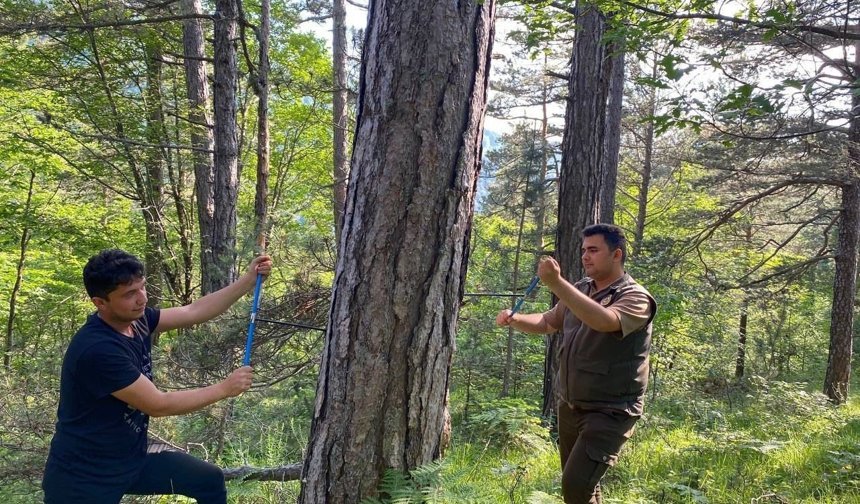 KBÜ'den küre dağları'nda kritik araştırma: İklim değişikliği ormanları nasıl etkiliyor