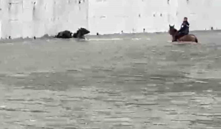 Yükselen suda mahsur kalan mandaları atıyla kurtardı
