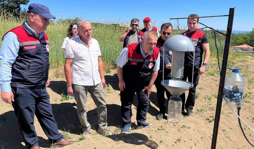 Karabük'te safran üretim alanlarında teknik inceleme yapıldı