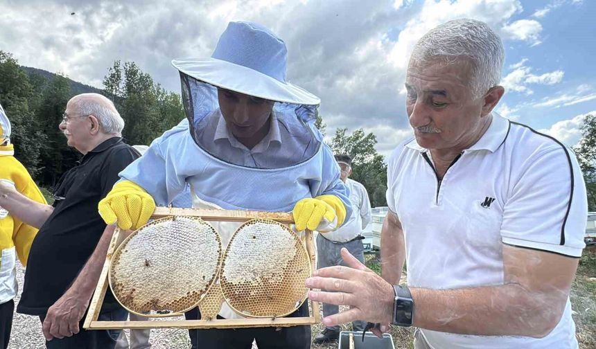 AB tescilli Yenice ıhlamur balında hasat başladı