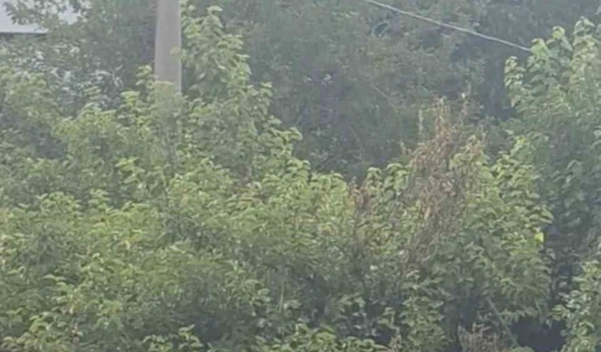 Safranbolu'da karganın 'Allah' diye ses çıkardığı anlar kameraya yansıdı