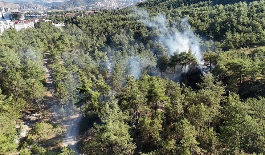 Kent ormanındaki örtü yangını büyümeden söndürüldü