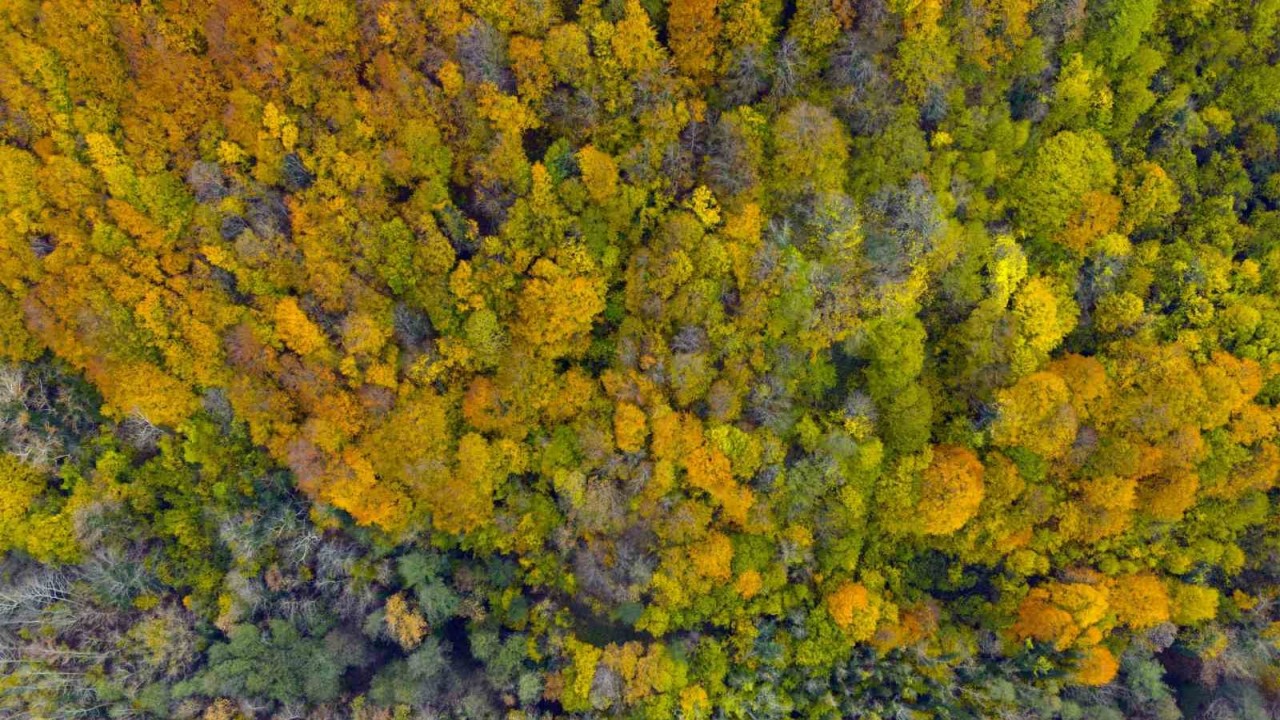 Ağaç tünel yol Safranbolu ve Amasra arasında köprü oluşturuyor