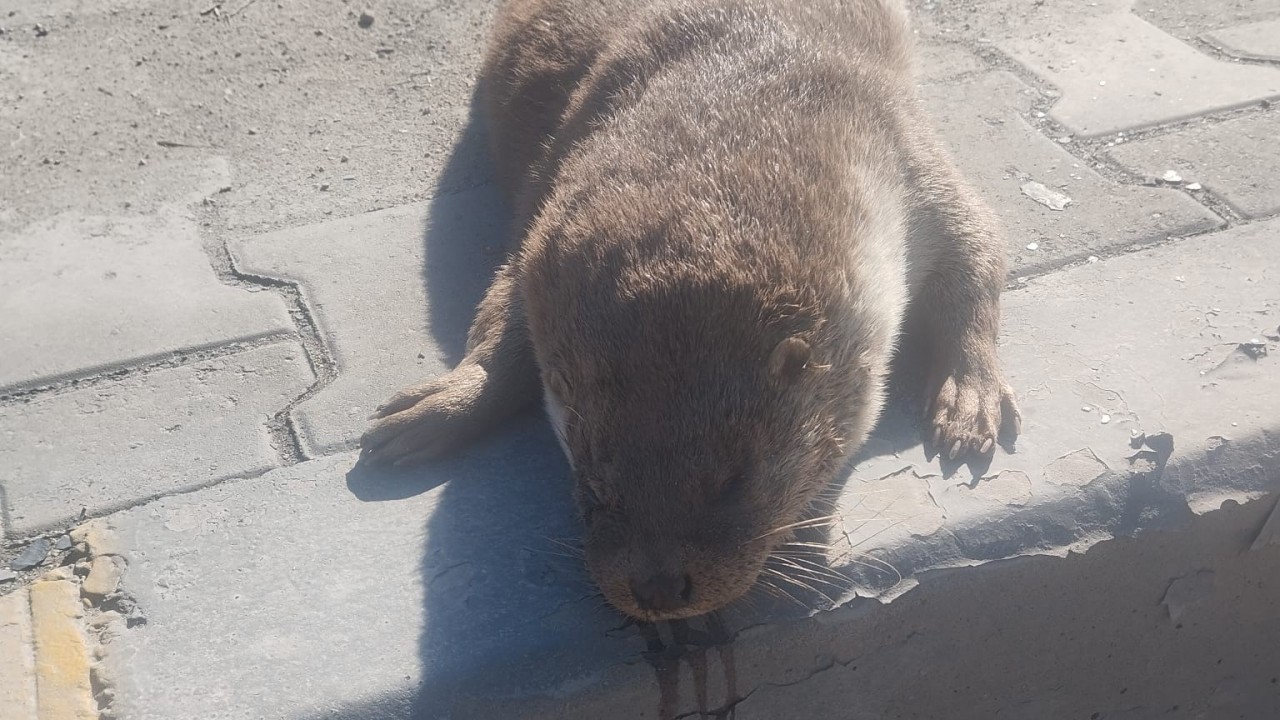 Aracın çarptığı su samuru telef oldu