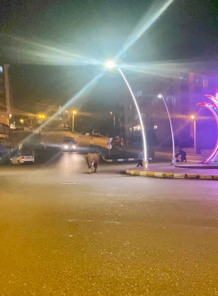 Caddede ilerleyen büyükbaş hayvanlar kamerada