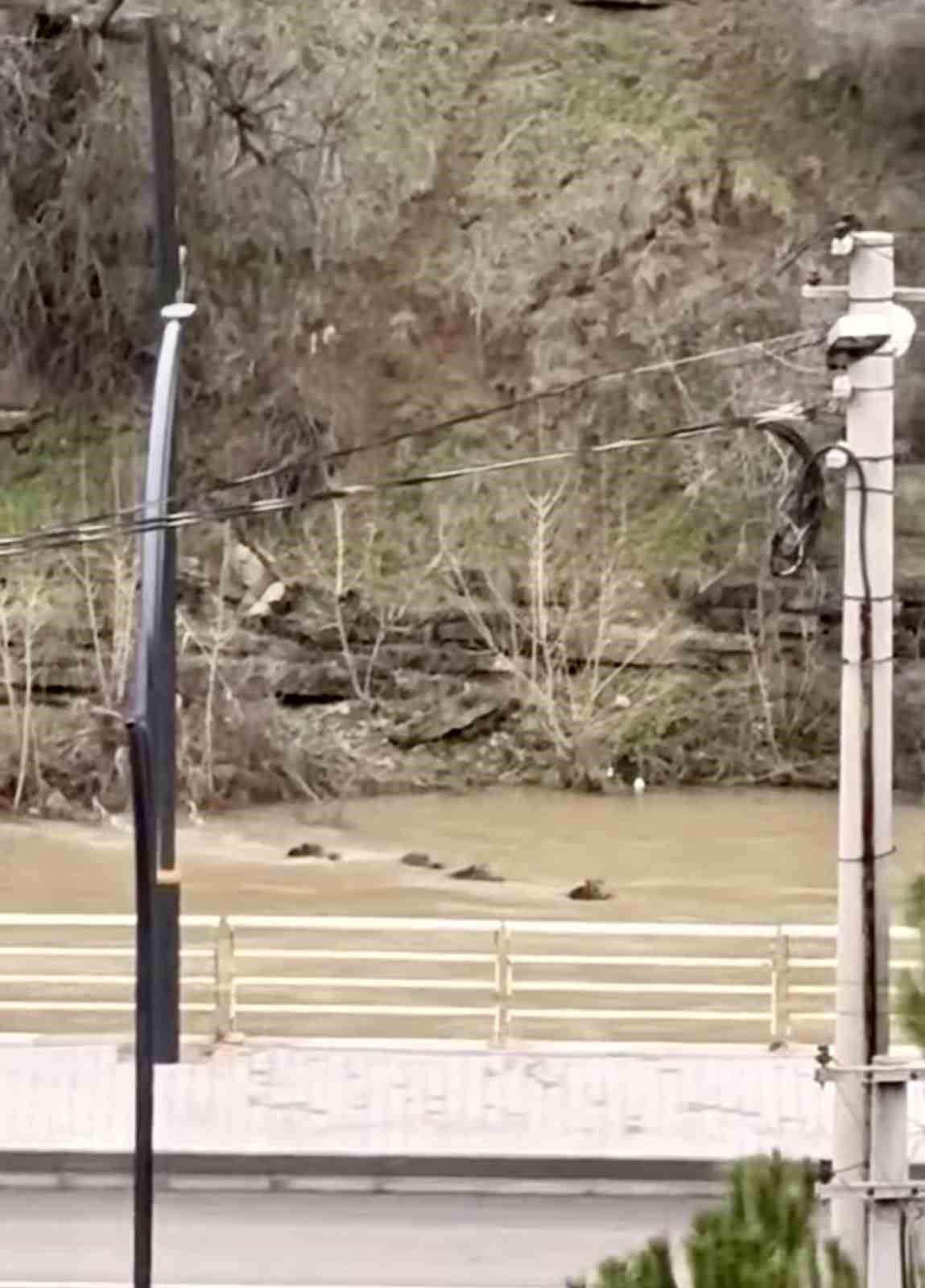 Filyos Çayı'nı yüzerek geçen yaban domuzları kamerada