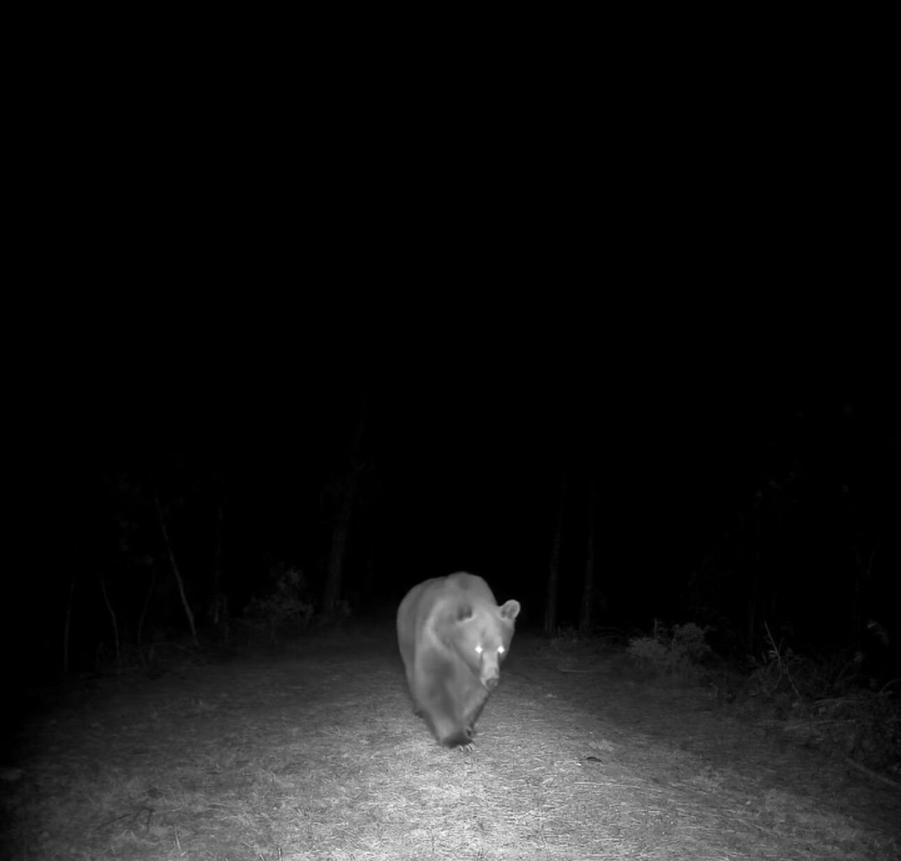 Safranbolu'da boz ayı fotokapanla görüntülendi